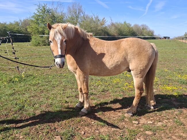 Bodenständiger und schöner Edelbluthaflinger, Peter Bechter, Pferd kaufen, Quincey