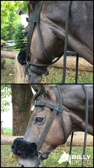 Bidless Bridle, Nicht bekannt , Kristina , Bitless Bridles, Lohmar , Image 3