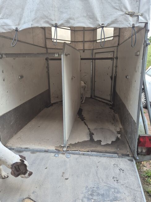 Böckmann Duo Pferde / Viehtransporter, Böckmann DUO, Ute Niebuhr , Horse Trailers, Rahden-Varl , Image 5