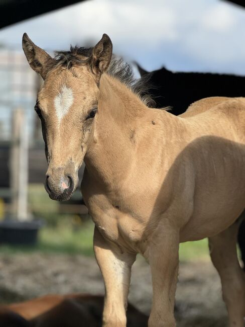 Buckskinfarbenes Quarter Horse Hengstfohlen mit viel Foundationanteil, Kerstin Rehbehn (Pferdemarketing Ost), Horses For Sale, Nienburg, Image 6