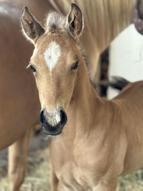 Buckskinfarbenes Quarter Horse Hengstfohlen mit viel Foundationanteil, Kerstin Rehbehn (Pferdemarketing Ost), Horses For Sale, Nienburg, Image 9