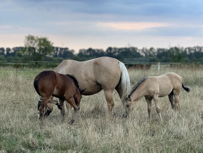 Buckskinfarbenes Quarter Horse Hengstfohlen mit viel Foundationanteil, Kerstin Rehbehn (Pferdemarketing Ost), Horses For Sale, Nienburg, Image 11