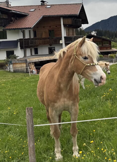 Bojena sucht ihr Für-Immer-Zuhause | 23-jährige Haflingerstute als Beistellpferd, Valentina Klingler, Pferd kaufen, Wildschönau