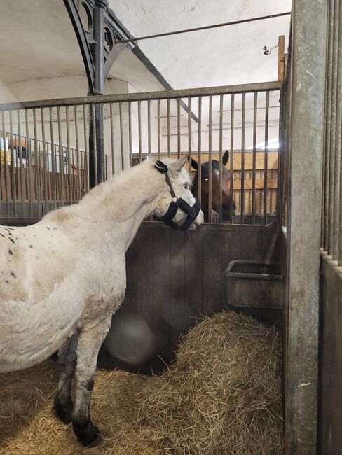 Box/Stellplatz frei für Pferd/Pony / Hufrehe geeignet, Viktoria, Pozostałe, Berlin, Image 6