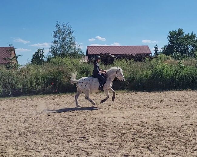 Box/Stellplatz frei für Pferd/Pony / Hufrehe geeignet, Viktoria, Pozostałe, Berlin, Image 8