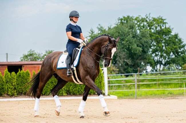 bombensicherer Dressurlehrmeister auf L/M Niveau, Katharina Lehmann (Pferdevermittlung Leus), Horses For Sale, Rietz-Neuendorf, Image 3