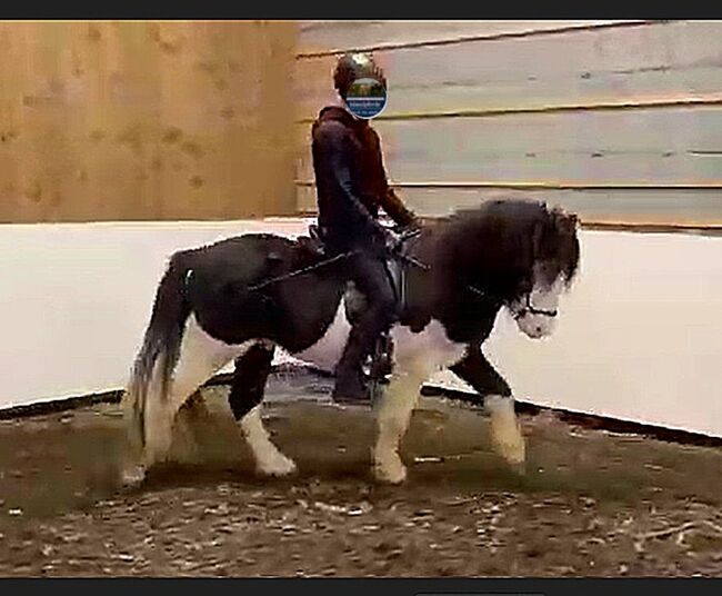 Bombproof: toller Reithengst, Helmschecke, Islandpferde-aus-Island, Konie na sprzedaż, Südisland