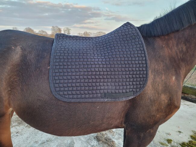 Baumwoll Satteldecke, Eskadron , Julia , Dressage Pads, Hagenow, Image 5