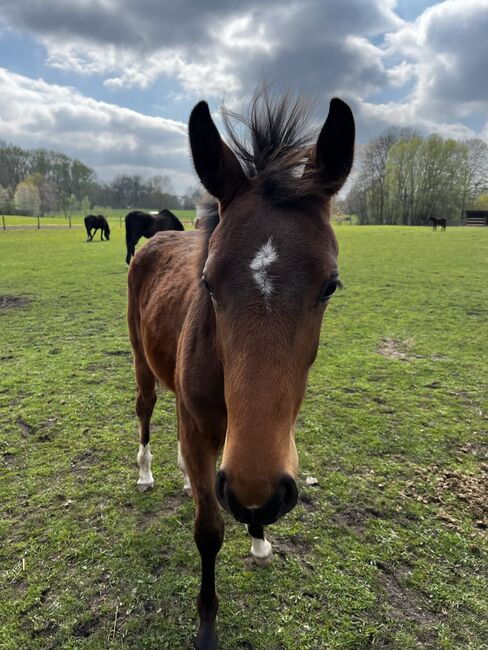 Bonds Jährling Stute Warmblutstute Dressurstute, Carolin, Pferd kaufen, Münster, Abbildung 4