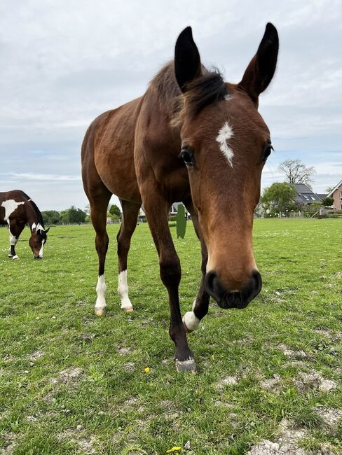 Bonds Jährling Stute Warmblutstute Dressurstute, Carolin, Pferd kaufen, Münster