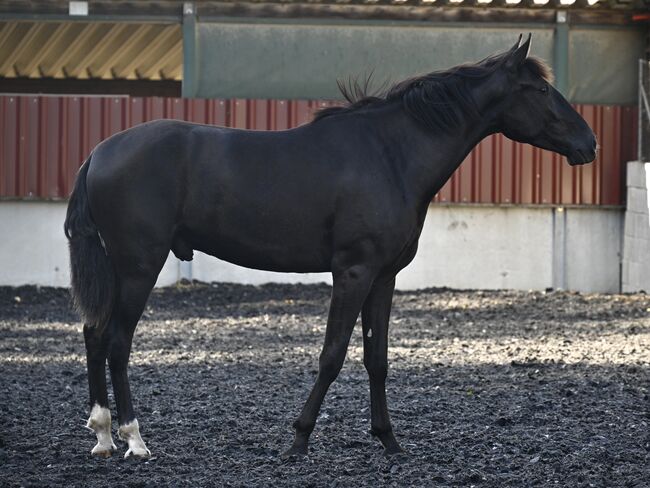 Lackschwarzer Sport PRE Wallach, Manuela KUBNY , Horses For Sale, Küßnach , Image 6