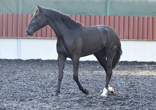 Lackschwarzer Sport PRE Wallach, Manuela KUBNY , Horses For Sale, Küßnach , Image 14