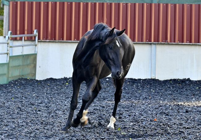 Lackschwarzer Sport PRE Wallach, Manuela KUBNY , Horses For Sale, Küßnach , Image 15
