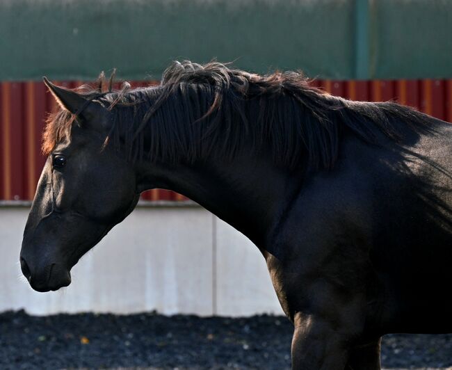Lackschwarzer Sport PRE Wallach, Manuela KUBNY , Horses For Sale, Küßnach , Image 16