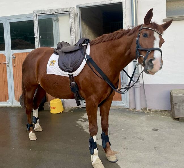 Baumloser Sattel, A&M Trischul, αηтσηια ♞, Treeless Saddle, Weilmünster