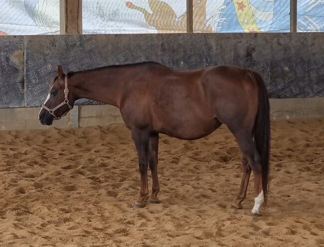 Tragende Born To Be Blazing Tochter, Kerstin Rehbehn (Pferdemarketing Ost), Horses For Sale, Nienburg, Image 5