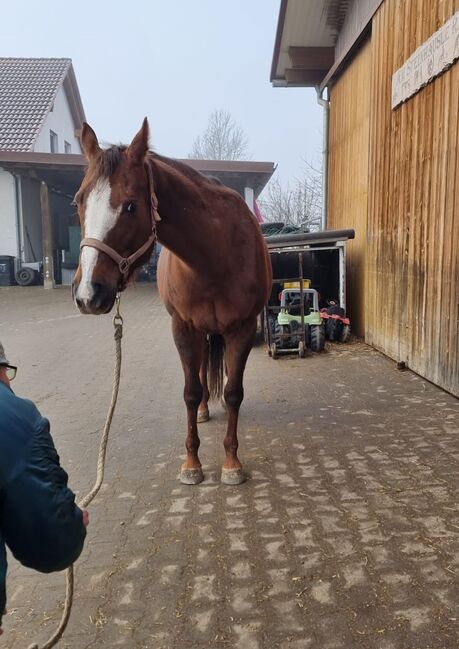 Tragende Born To Be Blazing Tochter, Kerstin Rehbehn (Pferdemarketing Ost), Horses For Sale, Nienburg, Image 2