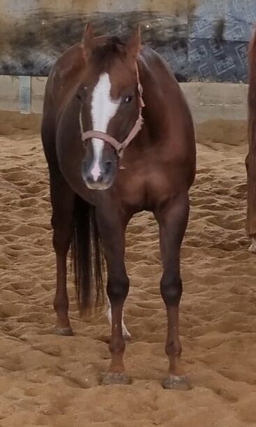 Tragende Born To Be Blazing Tochter, Kerstin Rehbehn (Pferdemarketing Ost), Horses For Sale, Nienburg, Image 4