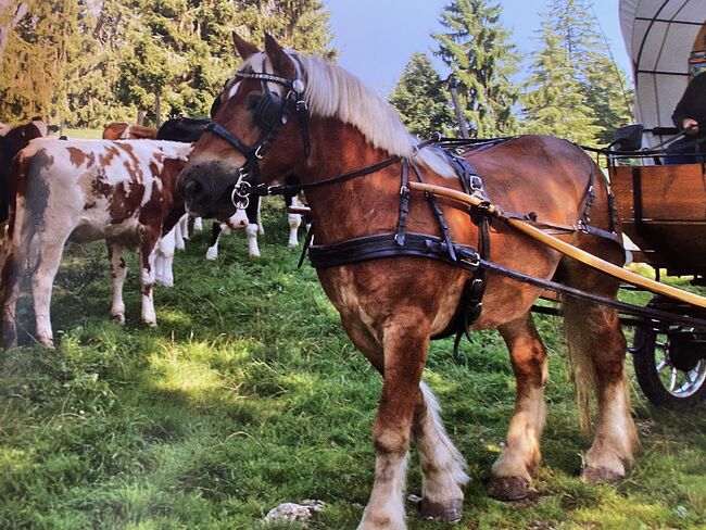 Brustblattgeschirr, Monika Staub, Horse Harness, Dätwil bei Andelfingen, Image 2