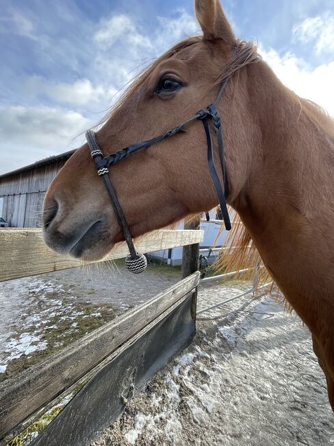 Bosal Medium flex, Lanfranco, Jessi, Pozostałe, Gauting 