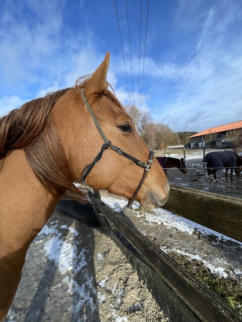 Bosal Medium flex, Lanfranco, Jessi, Pozostałe, Gauting , Image 3