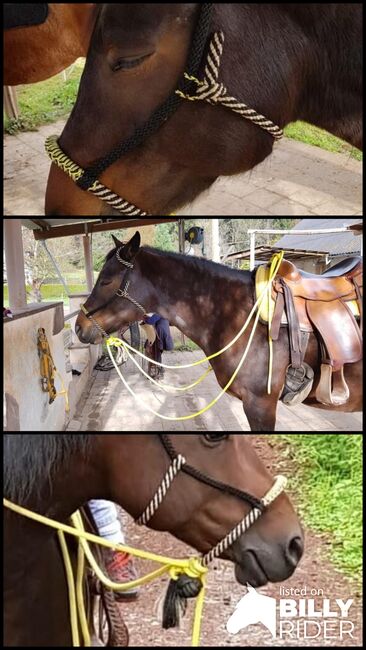 Bosal zu verkaufen, Bosal, Eveline Müller , Bitless Bridles, Hardt, Image 4