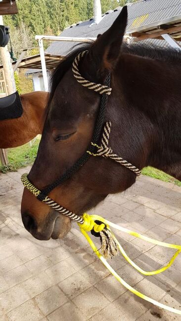 Bosal zu verkaufen, Bosal, Eveline Müller , Bitless Bridles, Hardt