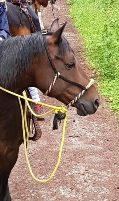 Bosal zu verkaufen, Bosal, Eveline Müller , Bitless Bridles, Hardt, Image 2