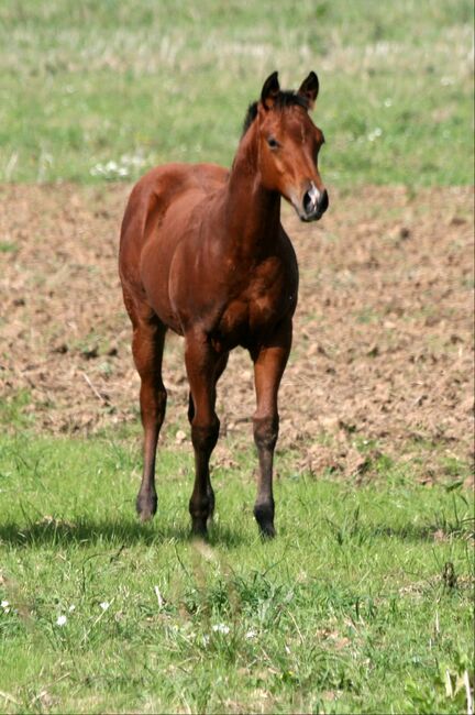 überdurchschnittlicher Quarter Horse Jährling, Kerstin Rehbehn (Pferdemarketing Ost), Horses For Sale, Nienburg, Image 2