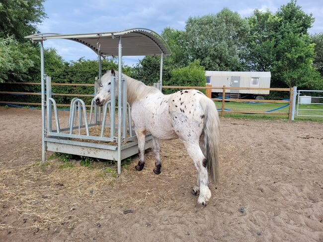 Box/Stellplatz frei für Pferd/Pony / Hufrehe geeignet, Viktoria, Other, Berlin, Image 5