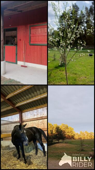 Boxenplatz / Offenstallplatz, Mandy Wasmund, Horse Stables, Mellenthin, Image 9