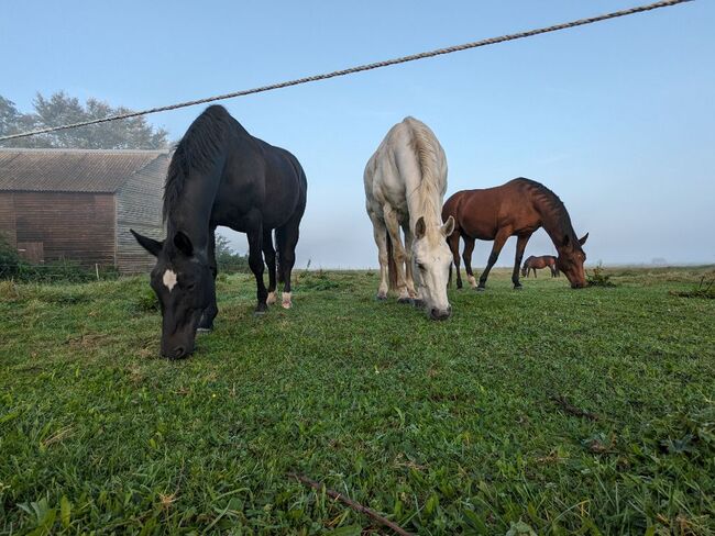 Boxenplatz / Offenstallplatz, Mandy Wasmund, Horse Stables, Mellenthin, Image 3