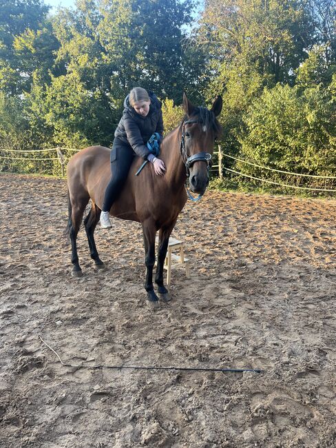 Dringend!!! Sensibler Andalusier Wallach sucht Herzensmenschen, Jutta Fischer , Horses For Sale, Biebergemünd , Image 7