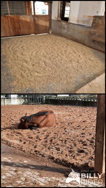 Dringend Stallplätze auch Asthmatiker/Allergiker, Offenstall/Box, Lehmann, Horse Stables, Weißenburg, Image 3