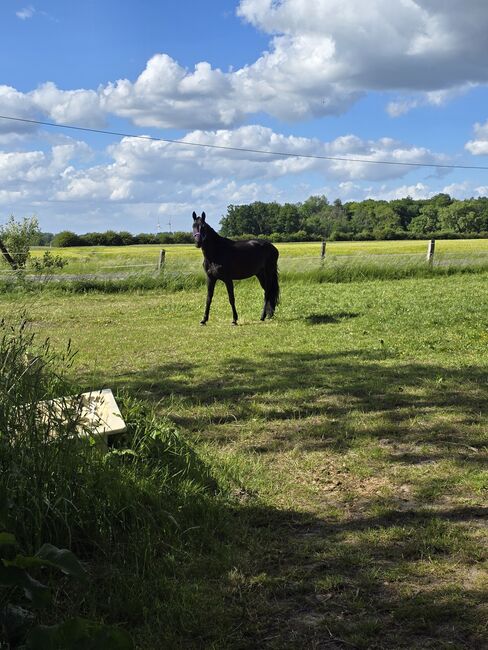 Dringend zuverkaufen 14 jährige Westfalenstute, Bianca Schröder , Horses For Sale, Sendenhorst , Image 3