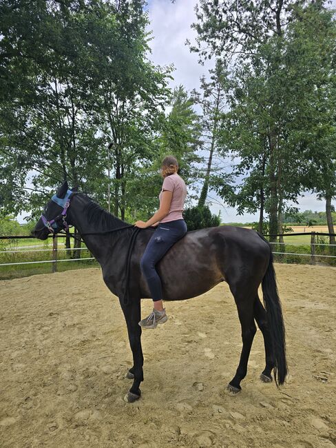 Dringend zuverkaufen 14 jährige Westfalenstute, Bianca Schröder , Horses For Sale, Sendenhorst , Image 4