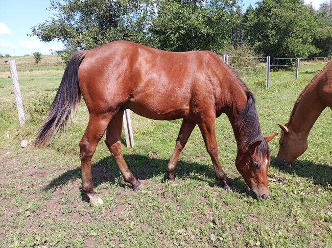 Toller Allrounder für Turnier und Freizeit abzugeben, Kerstin Rehbehn (Pferdemarketing Ost), Horses For Sale, Nienburg, Image 9