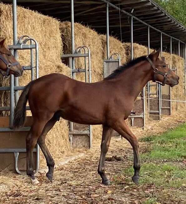 Toller Allrounder für Turnier und Freizeit abzugeben, Kerstin Rehbehn (Pferdemarketing Ost), Horses For Sale, Nienburg, Image 4