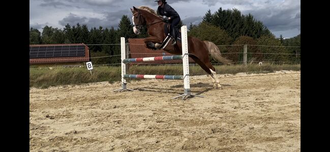 Tolles Allrounderpony, Laura Gaugl, Horses For Sale, Freistadtt