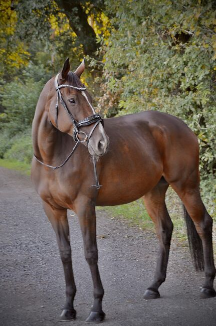 Toller Allrounder Wallach, Stkm 172, 8 Jahre, D. A., Horses For Sale, Essen, Image 6