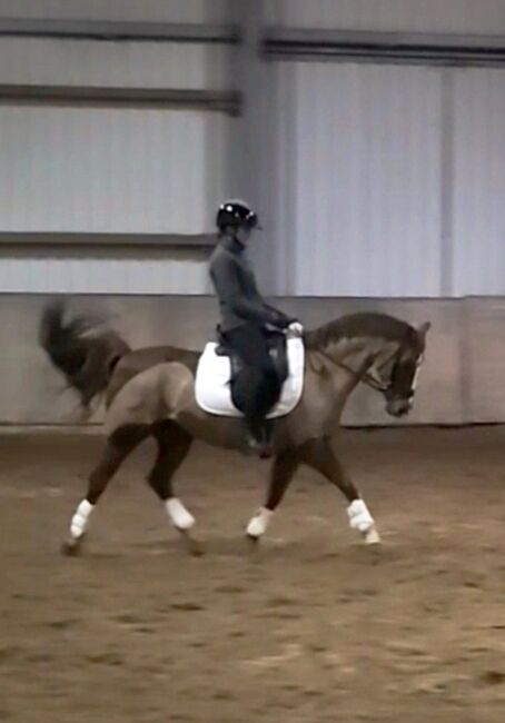 Tolles Kinderpony, Reitpony, Pony Wallach, Simone , Horses For Sale, Moorweg