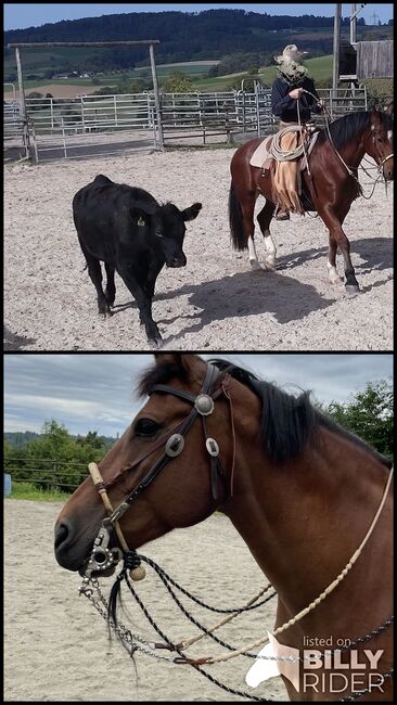 Tolles Familien-/Freizeitpferd, Frank Meyer, Horses For Sale, Lostorf, Image 3