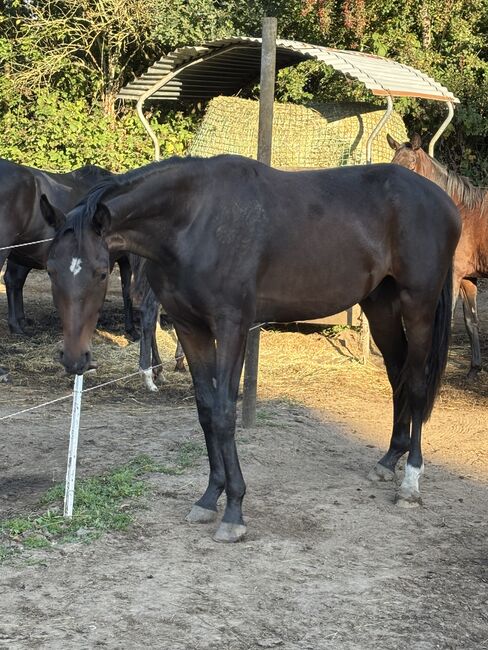 Tolles Pferd zum selber ausbilden, Jessy, Horses For Sale, Neustadt am Rübenberge, Image 2