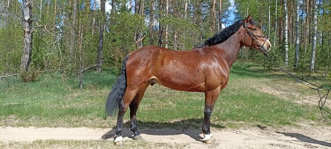 good jumping horse, Marius Kardokas, Horses For Sale, Kalėnai