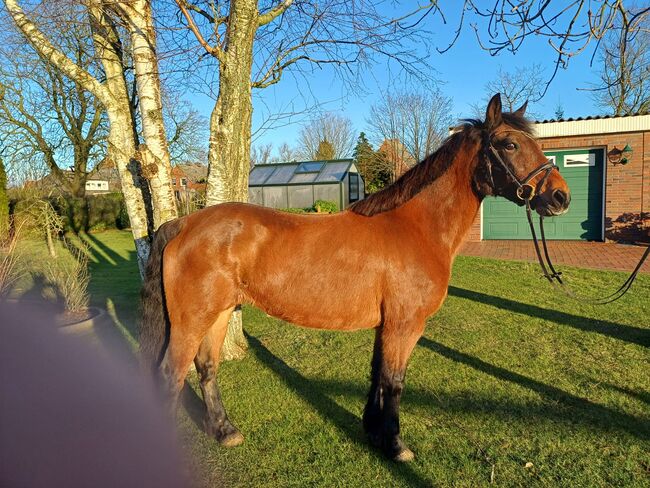 Brave Ponystute, B.M., Horses For Sale, Großheide, Image 3