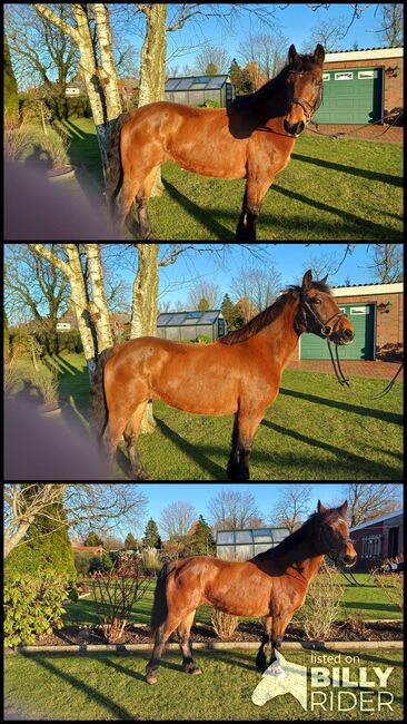 Brave Ponystute, B.M., Horses For Sale, Großheide, Image 4