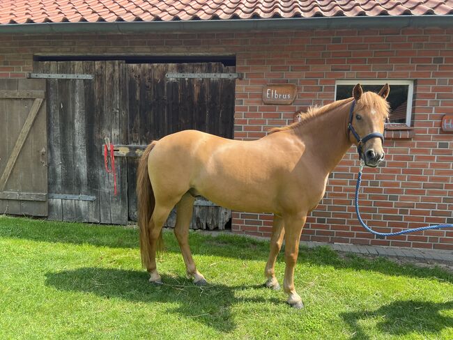 Braver Ponywallach, Leah  Schulte, Horses For Sale, Eggermühlen, Image 2
