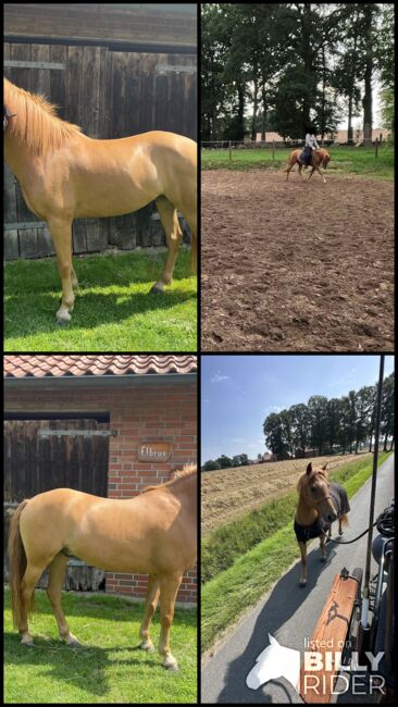 Braver Ponywallach, Leah  Schulte, Horses For Sale, Eggermühlen, Image 5