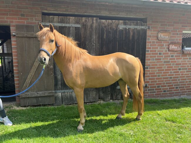 Braver Ponywallach, Leah  Schulte, Horses For Sale, Eggermühlen