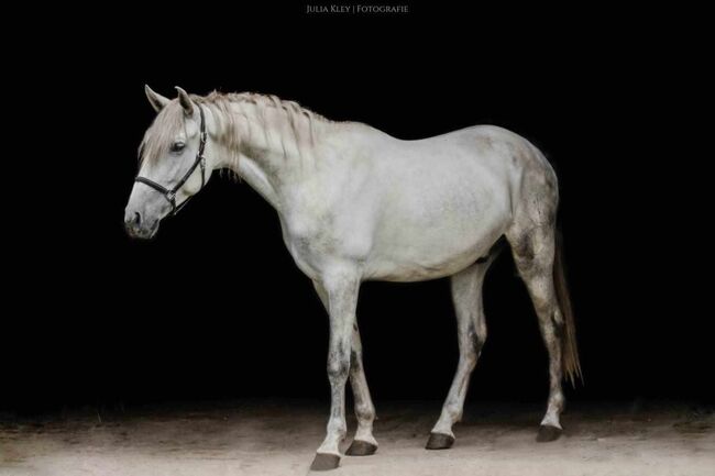 Braver PRE Wallach in Deutschland, ISPA - Iberische Sportpferde Agentur (ISPA - Iberische Sportpferde Agentur), Horses For Sale, Bedburg, Image 5